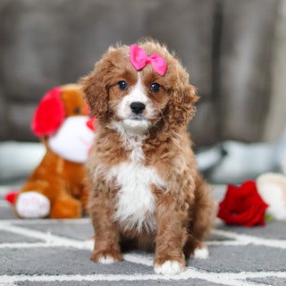 Alani - Available 2/19