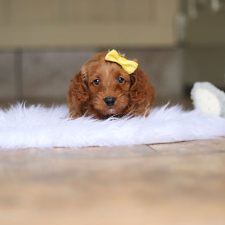 Nancy - Available 6/4