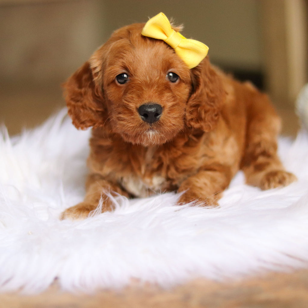 Nancy - Available 6/4
