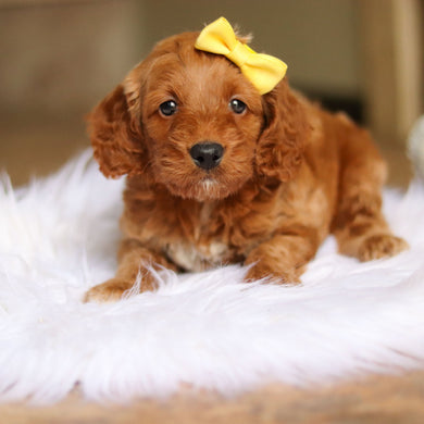 Nancy - Available 6/4