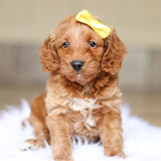 Nancy - Available 6/4