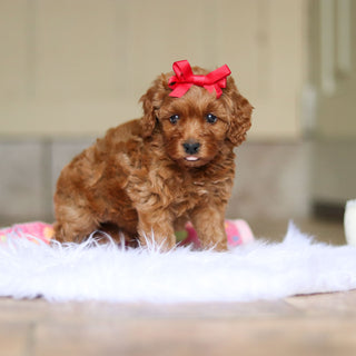 Nicky - Available 6/4