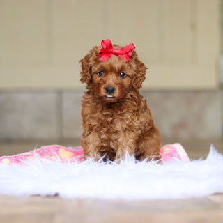 Nicky - Available 6/4