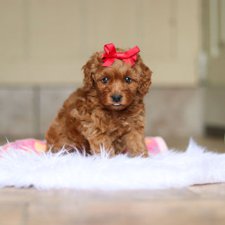 Nicky - Available 6/4