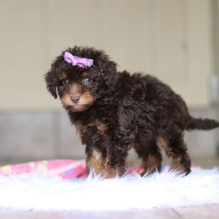 Rita - Available Now