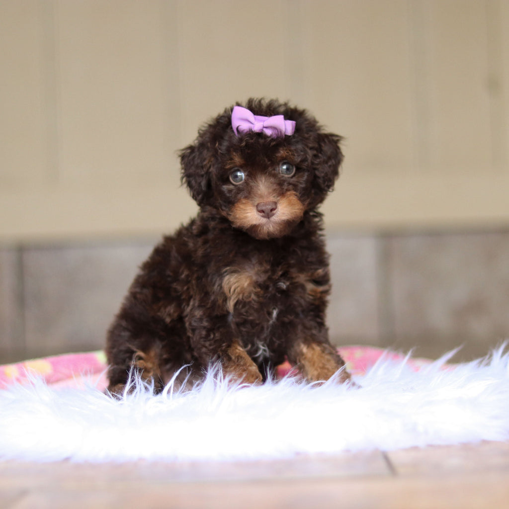 Rita - Available Now