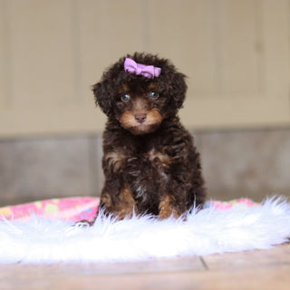Rita - Available Now