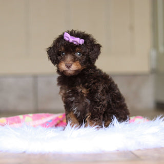 Rita - Available Now