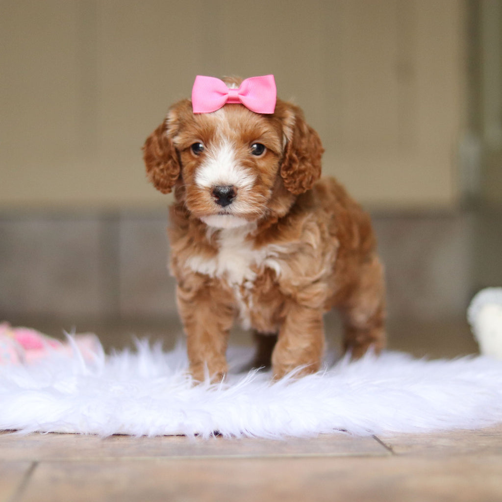 Nora - Available 6/4