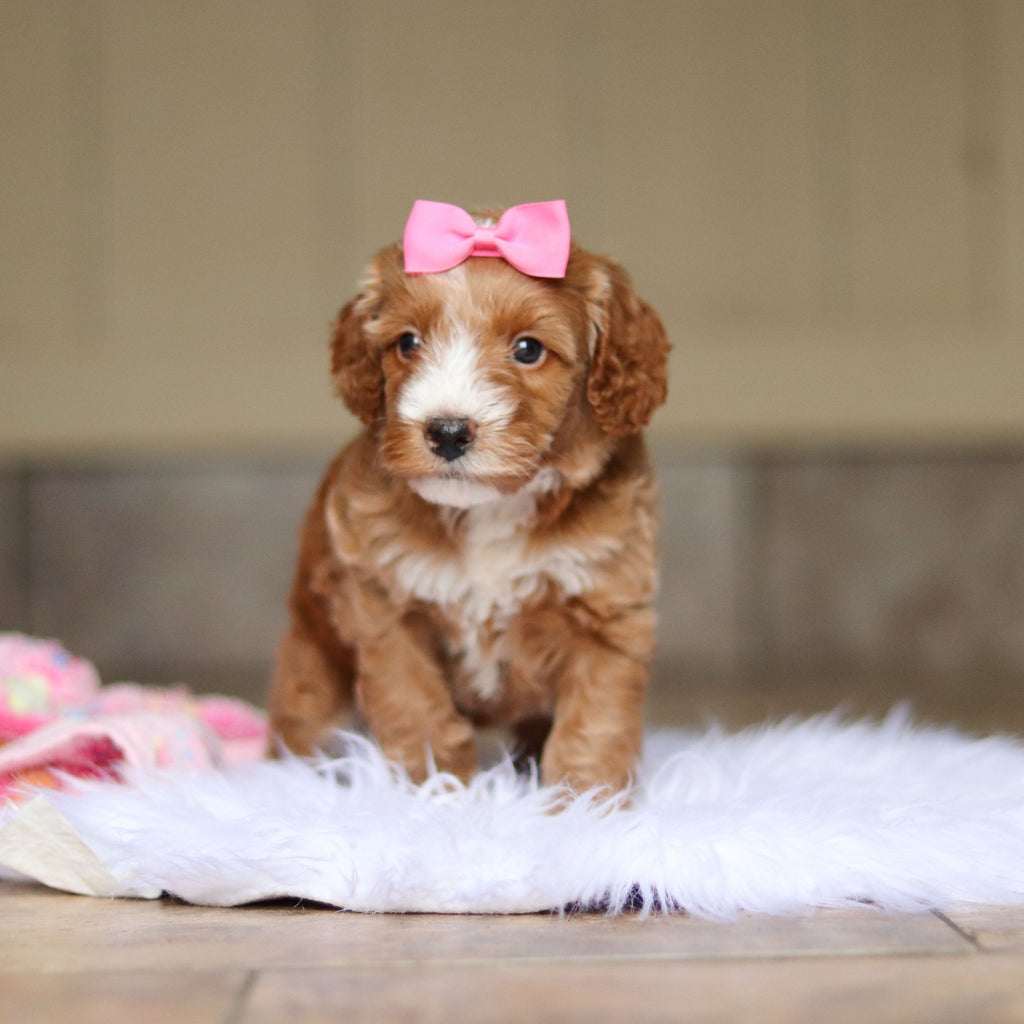 Nora - Available 6/4