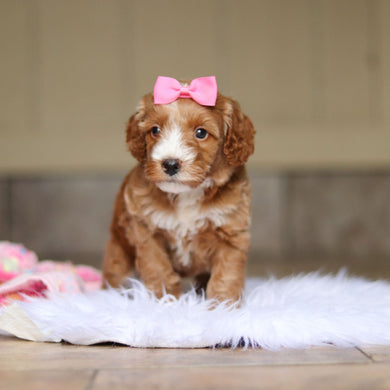 Nora - Available 6/4