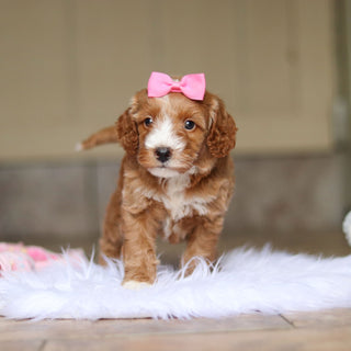 Nora - Available 6/4