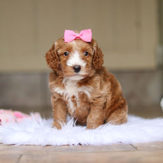 Nora - Available 6/4