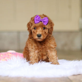 Nellie - Available 6/4