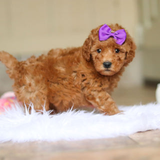 Nellie - Available 6/4