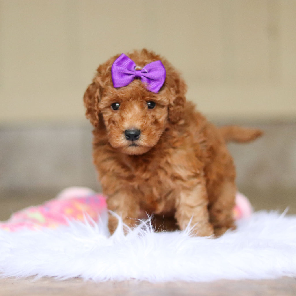 Nellie - Available 6/4