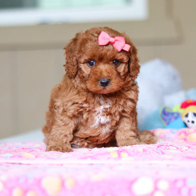 Winslow - Available 4/23