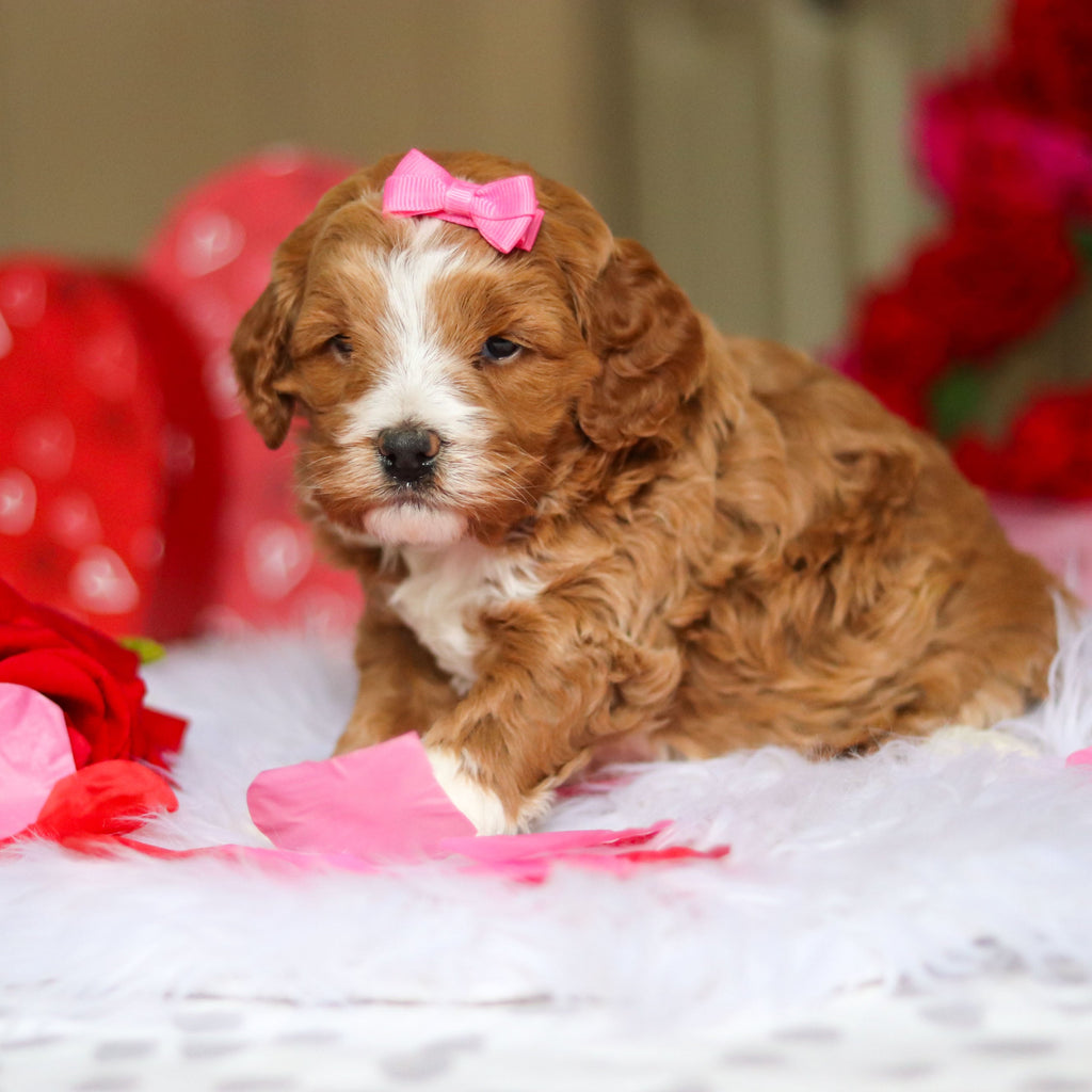 Eliza - Available 3/12