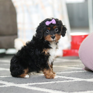 Amelia - Available 2/19