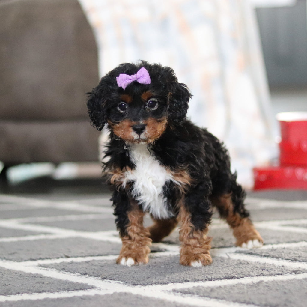 Amelia - Available 2/19