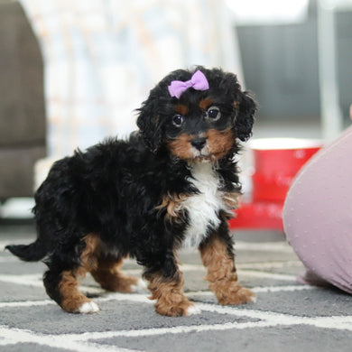 Amelia - Available 2/19