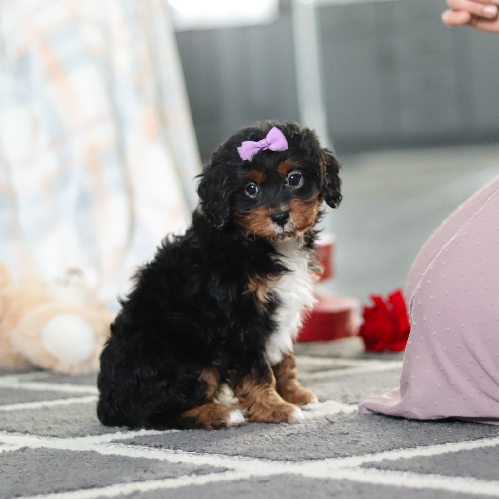 Amelia - Available 2/19