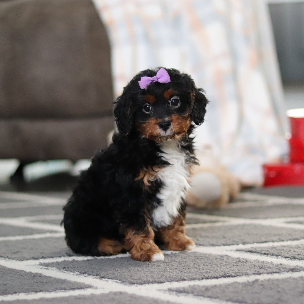 Amelia - Available 2/19