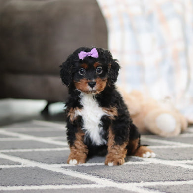 Amelia - Available 2/19