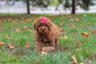 Melody - Available 10/22