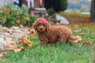 Melody - Available 10/22