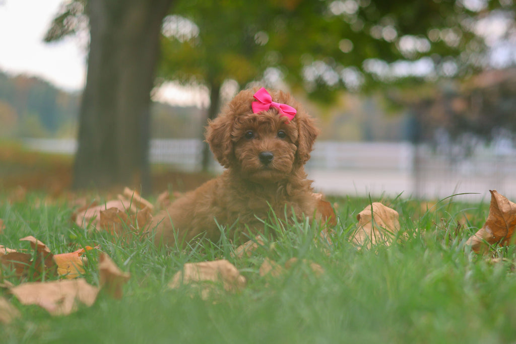 Melody - Available 10/22