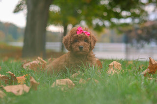 Melody - Available 10/22