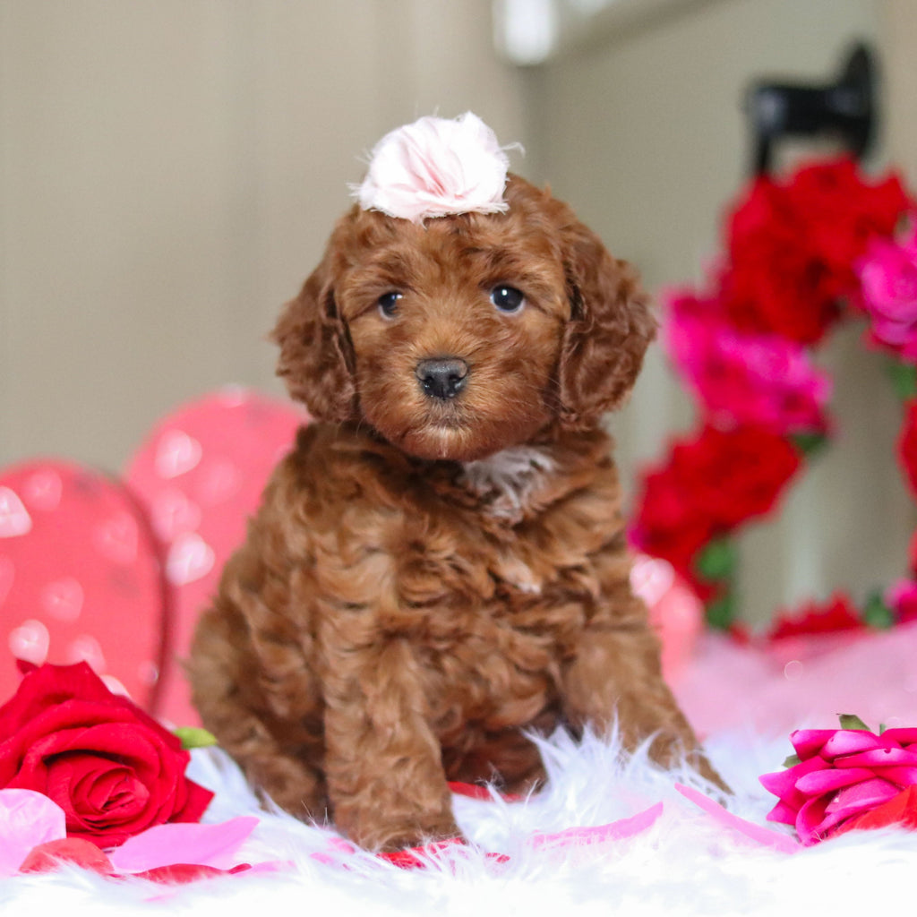 Taryn - Available Now