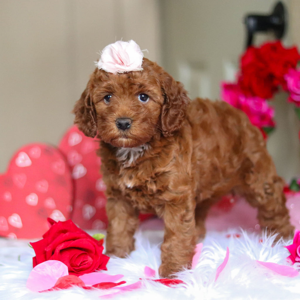 Taryn - Available Now