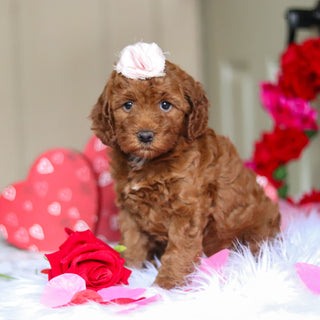 Taryn - Available Now