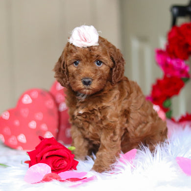 Talia - Available 2/26