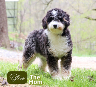 Nathaniel - Available 12/17