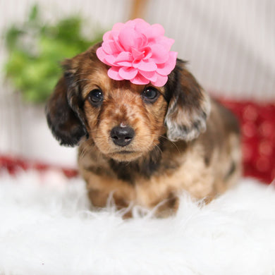 Maya - Available 4/2