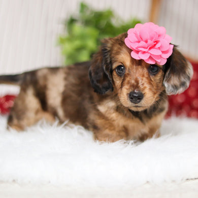 Maya - Available 4/2