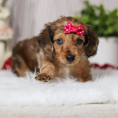 Mila - Available 4/2