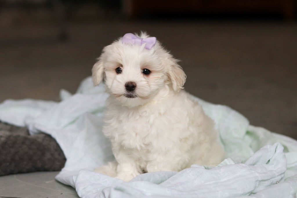 Honey - Available 5/14
