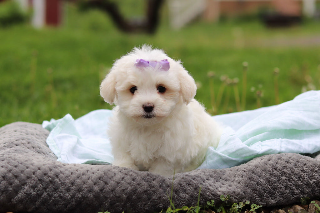 Honey - Available 5/14