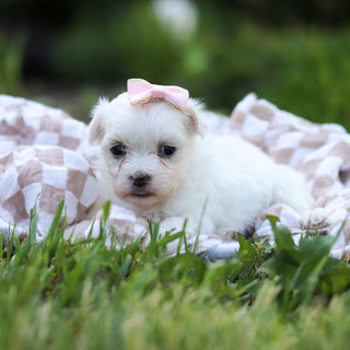Margot - Available 6/18