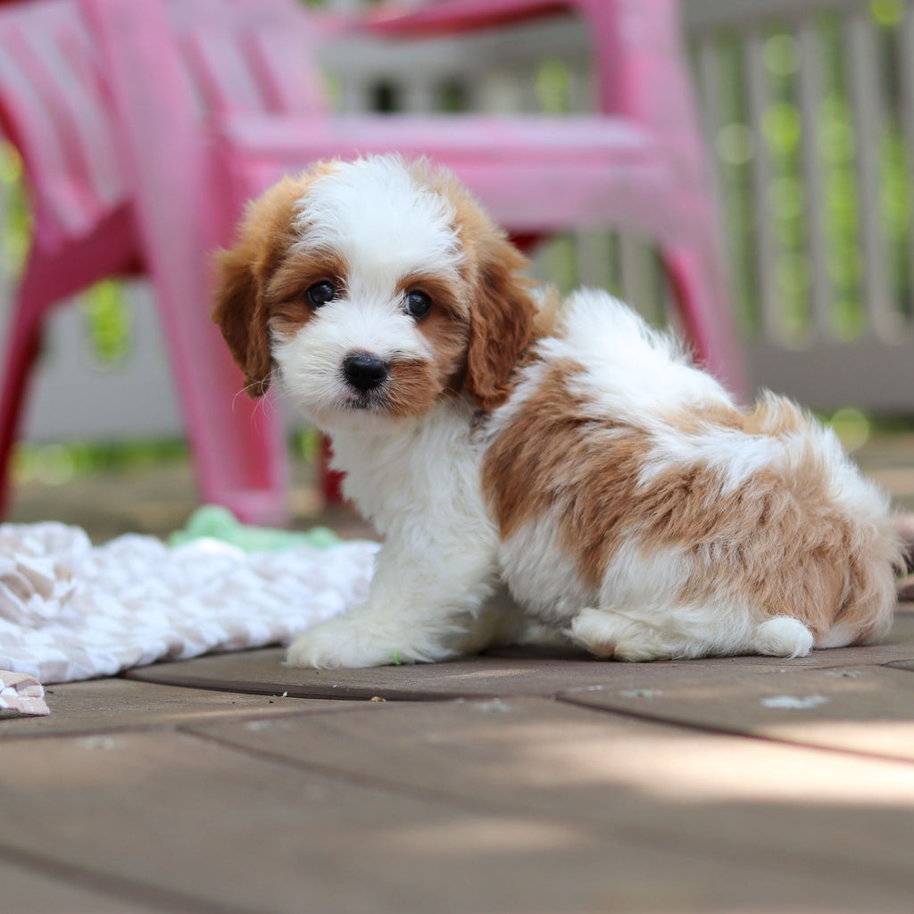 Dash - Available 6/5