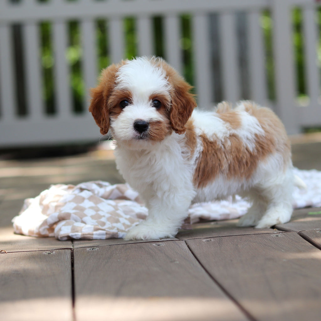 Dash - Available 6/5