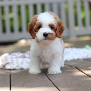 Dash - Available 6/5