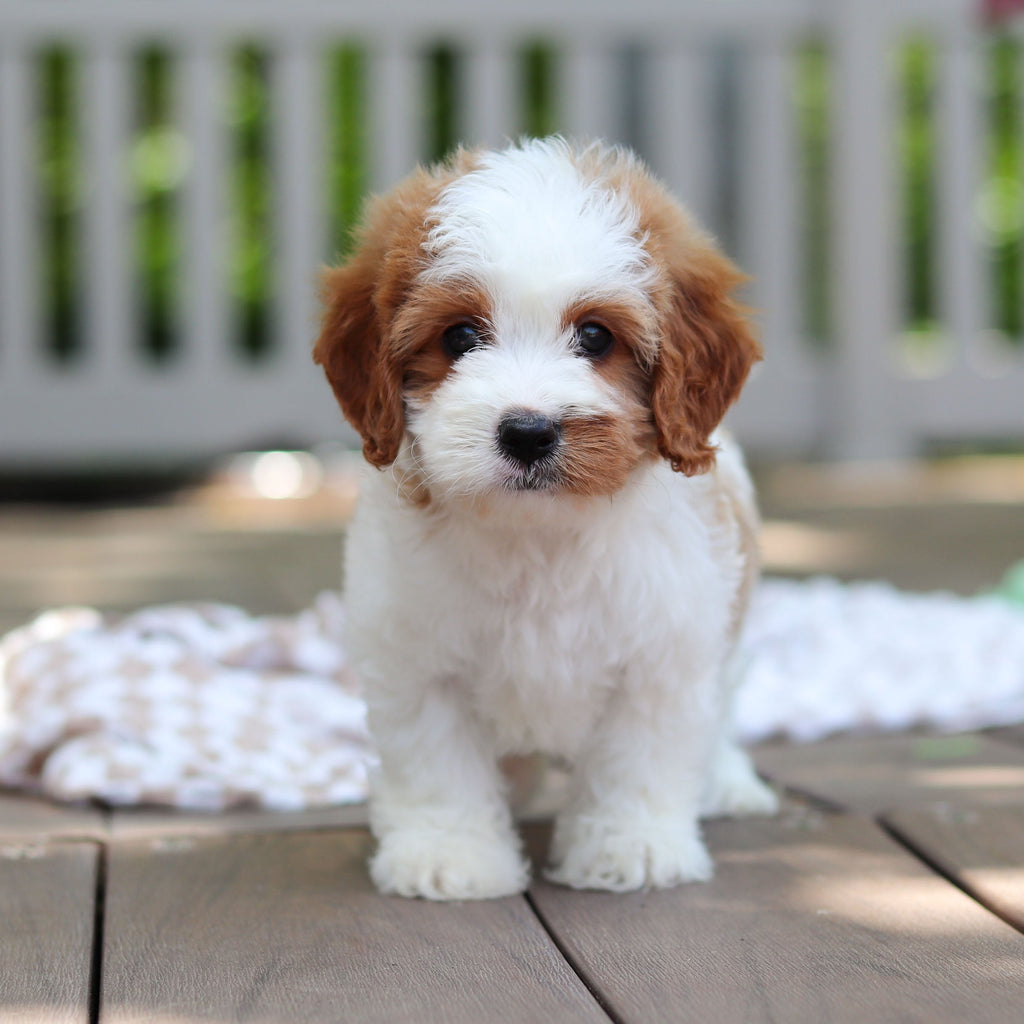 Dash - Available 6/5