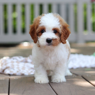 Dash - Available 6/5