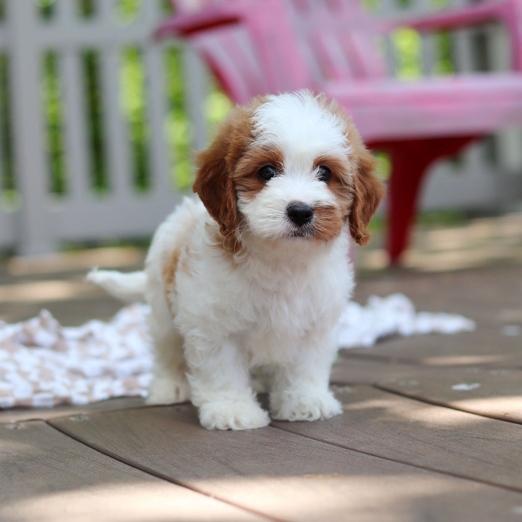 Dash - Available 6/5