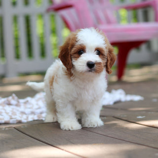 Dash - Available 6/5